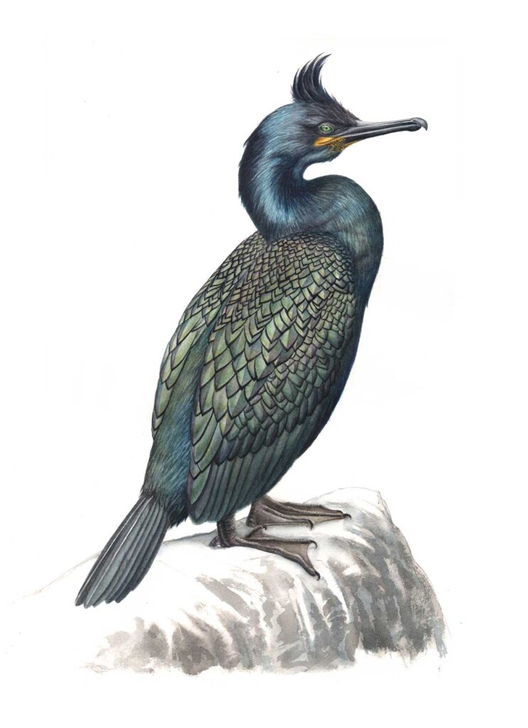 Corb marí emplomallat - Cormorán moñudo. Escogido para la exposición Seabird Ilustra en el Delta Birding Festival 2022.