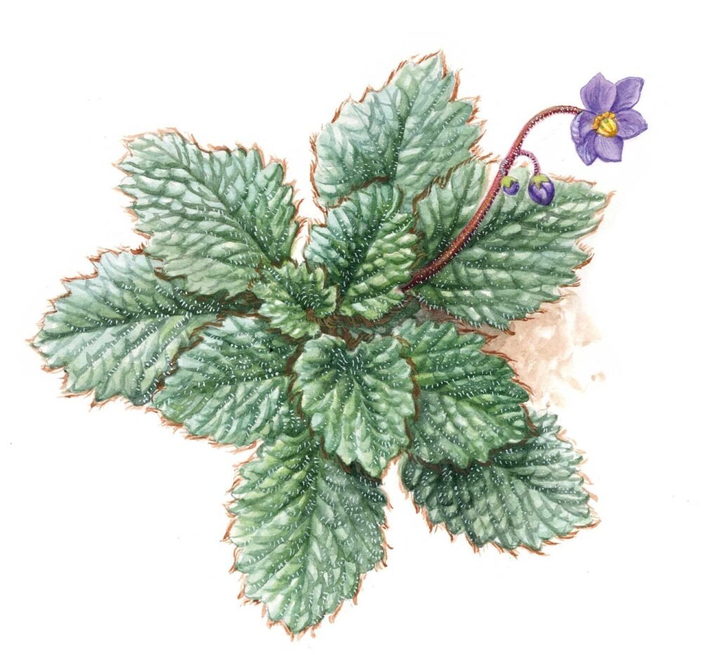 Orella d'ós (Ramonda myconi). Flora de los riscos de la Garrotxa