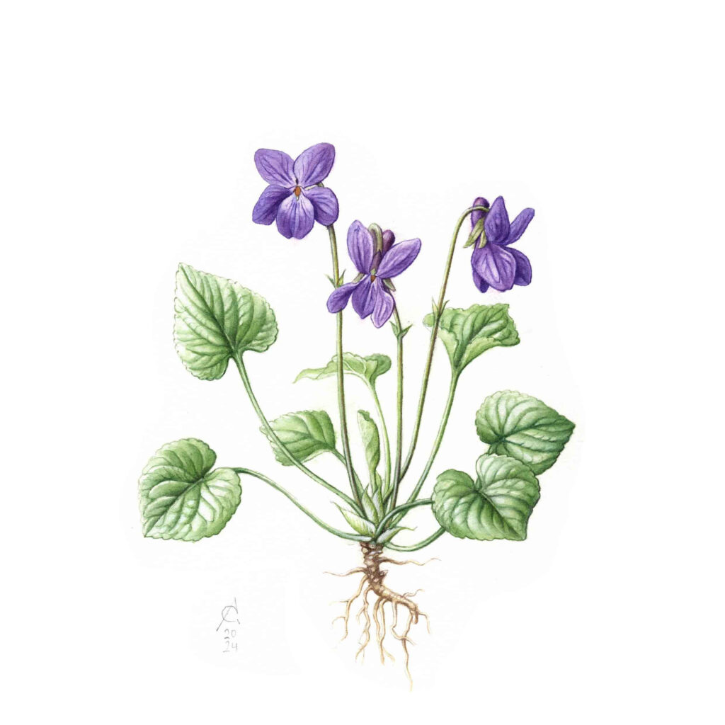 Violeta (viola odorata). Encargo particular