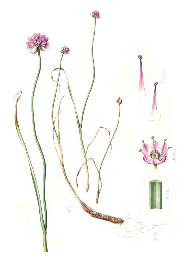 Allium strictum. Flore du Lautaret. Residence artistique au Jardin du Lautaret