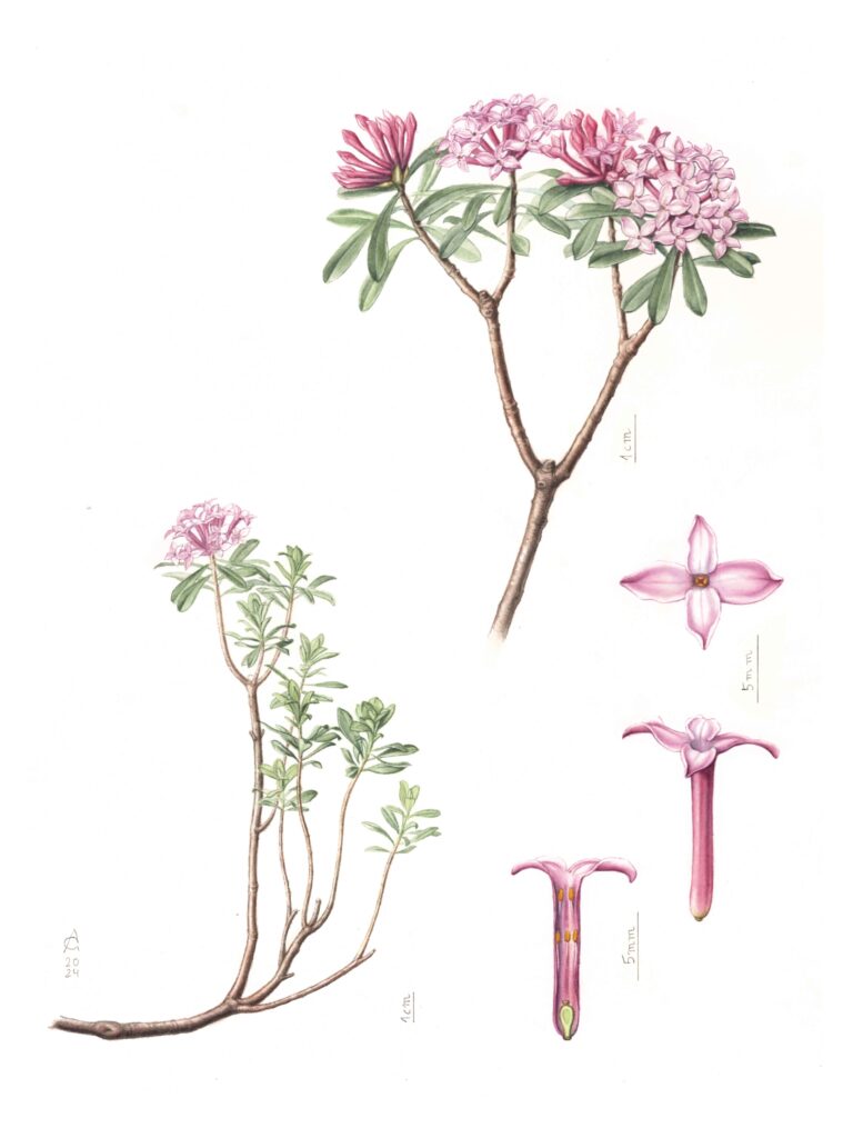 Daphne striata. Flore du Lautaret. Residence artistique au Jardin du Lautaret.
