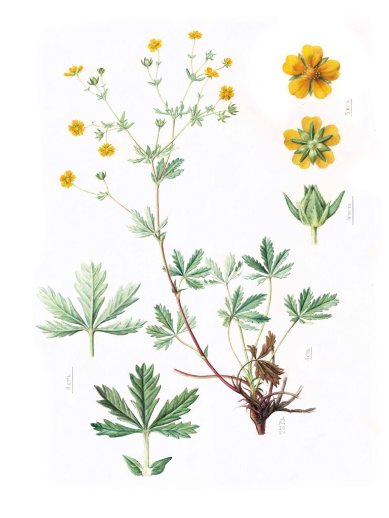 Potentilla mathoneti. Flore du Lautaret. Residence artistique au Jardin du Lautaret